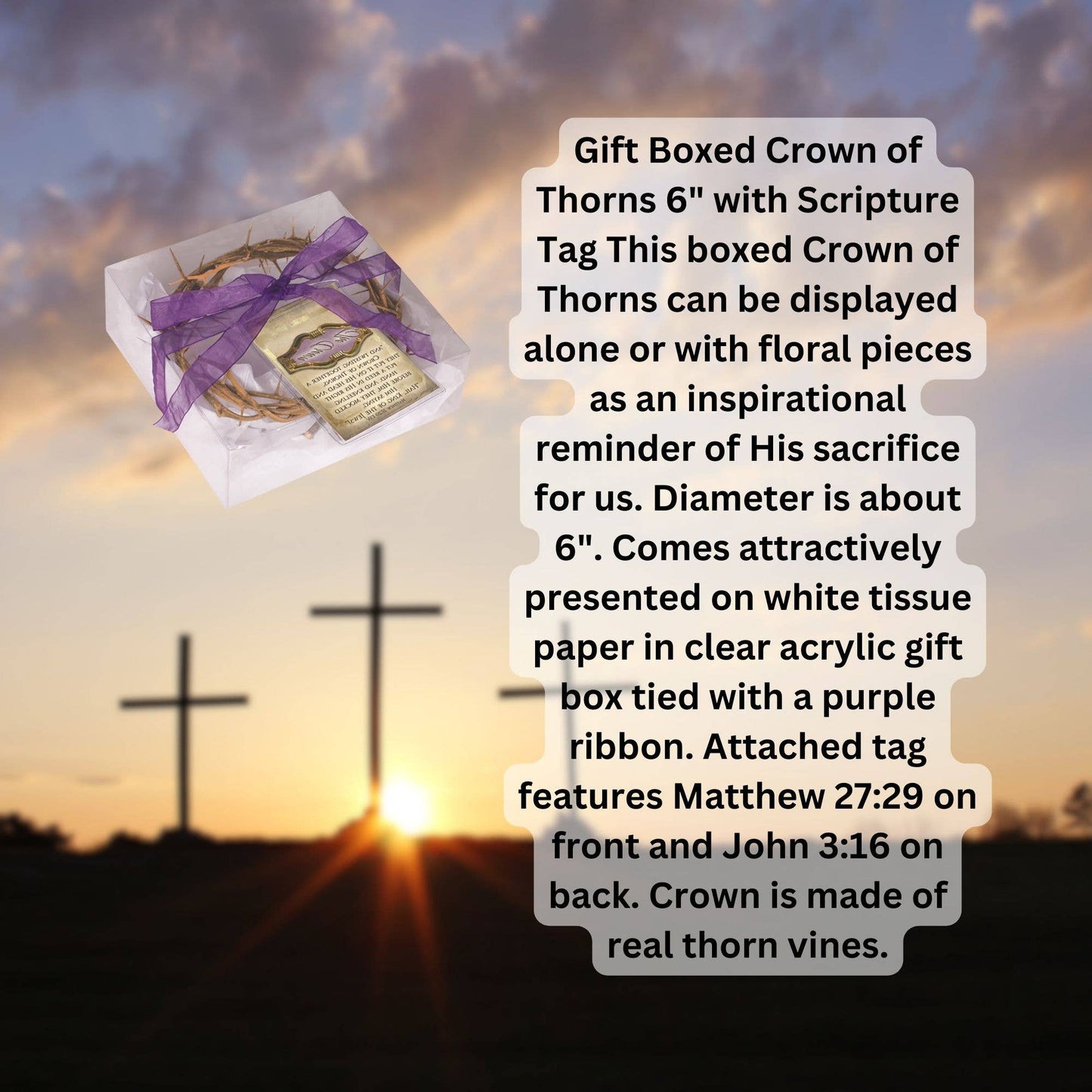 6" Crown Of Thorns